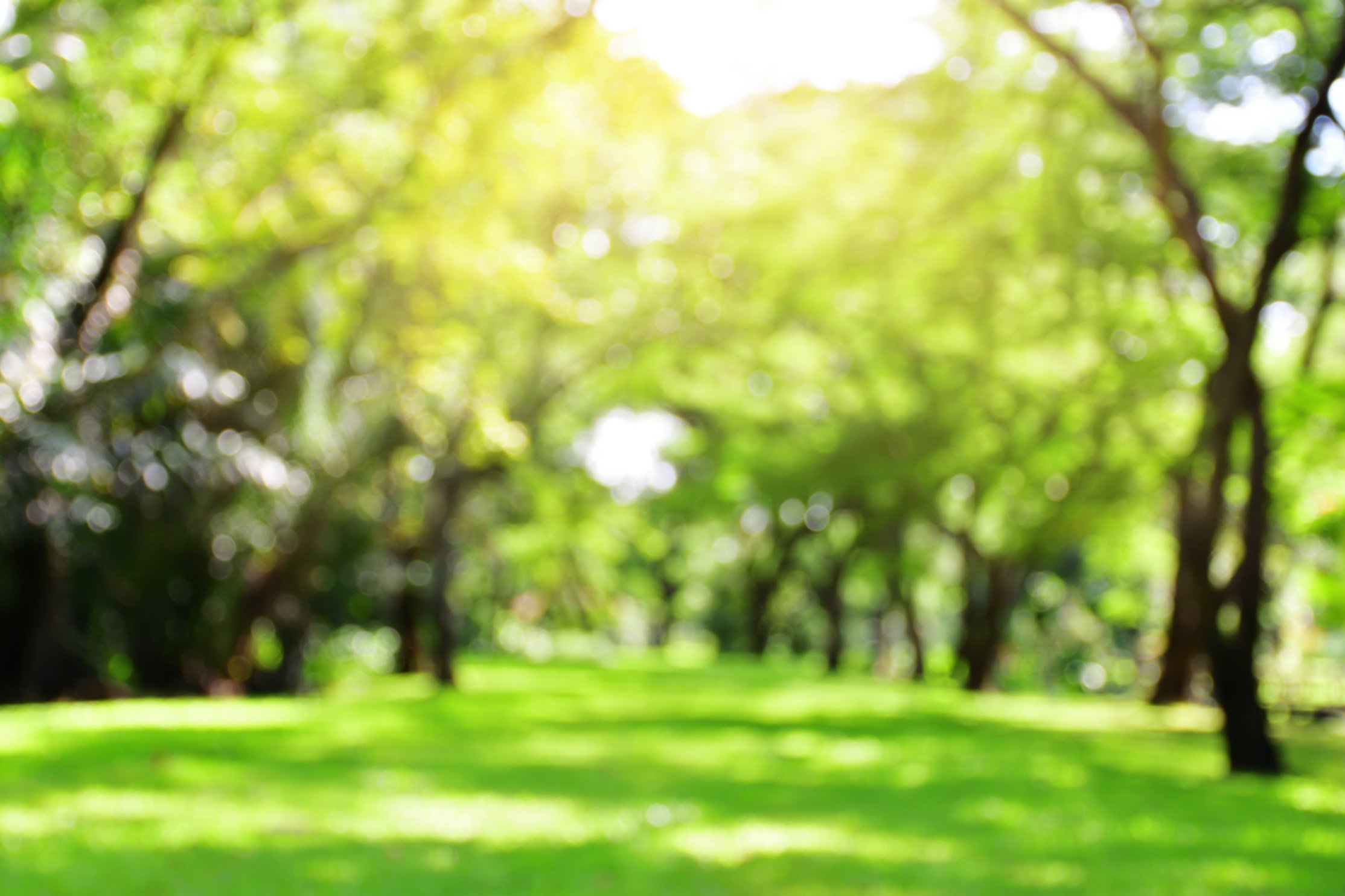 Blurred public park, nature green background