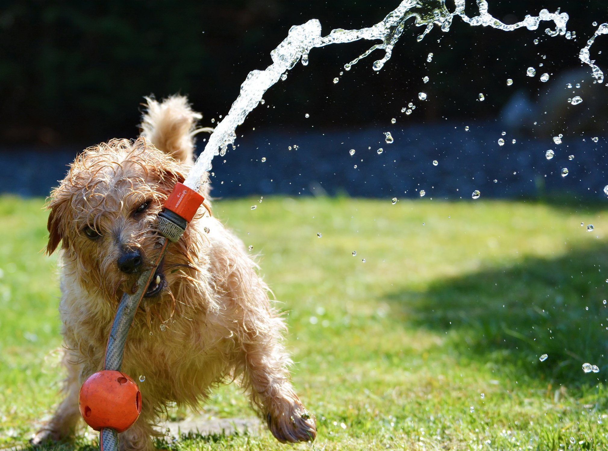 Puppy Playing with Garden Hose